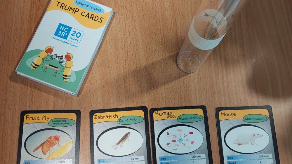 A public engagement activity with a card game and a vial of fruit flies